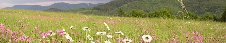 Banner profilu