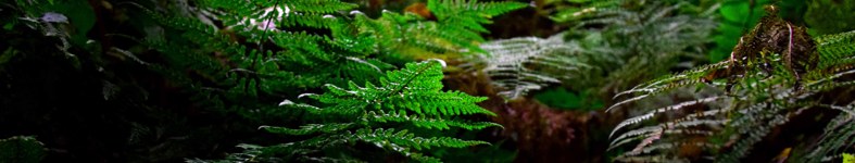 Banner profilu