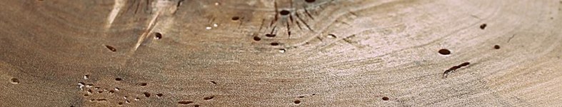 Banner profilu