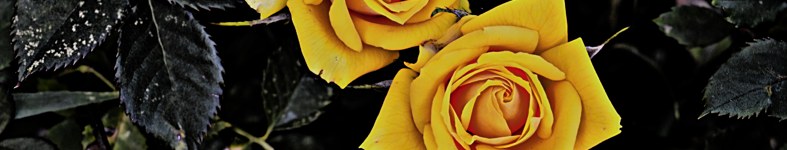 Banner profilu