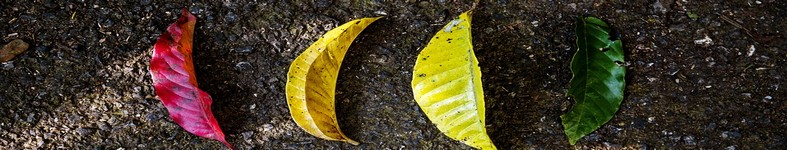 Banner profilu