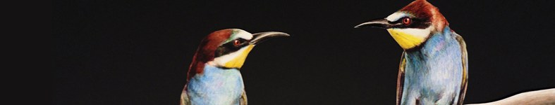 Banner profilu