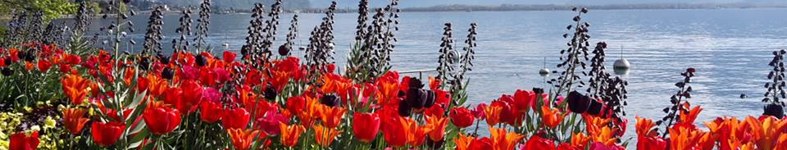 Banner profilu