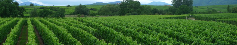 Banner profilu