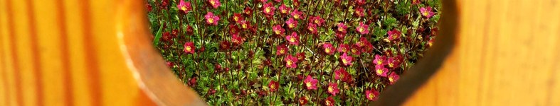 Banner profilu