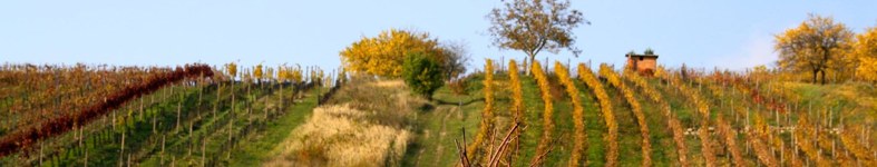 Banner profilu