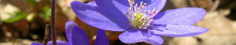 Banner profilu