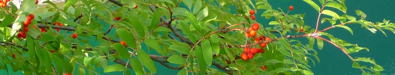 Banner profilu