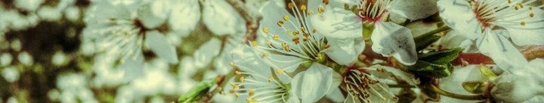 Banner profilu