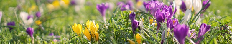 Banner profilu
