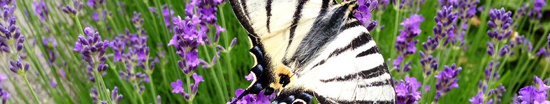 Banner profilu