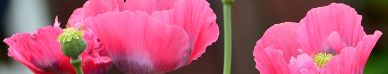 Banner profilu