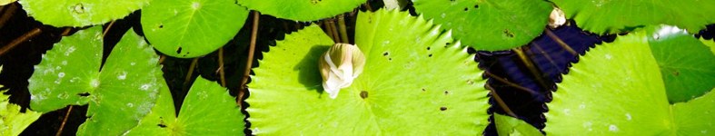 Banner profilu