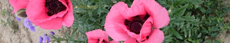 Banner profilu