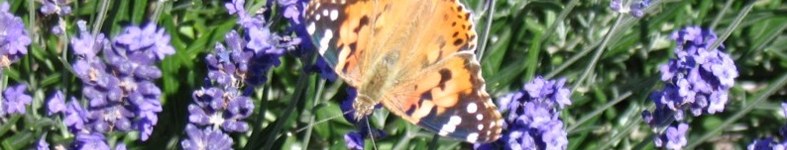 Banner profilu