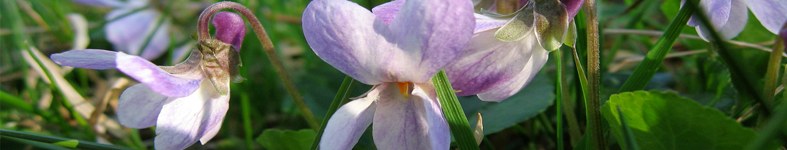 Banner profilu