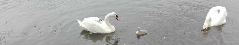 Banner profilu