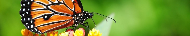 Banner profilu