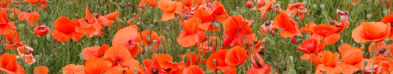 Banner profilu
