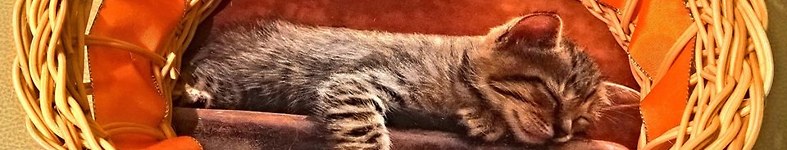 Banner profilu