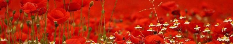 Banner profilu