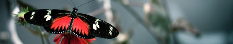 Banner profilu