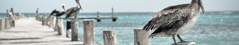 Banner profilu