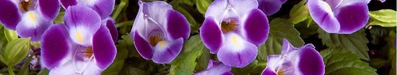 Banner profilu