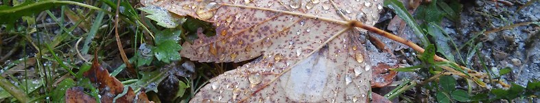Banner profilu