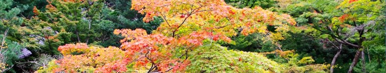 Banner profilu