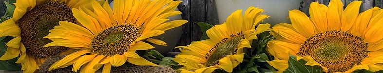 Banner profilu