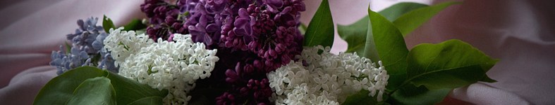Banner profilu