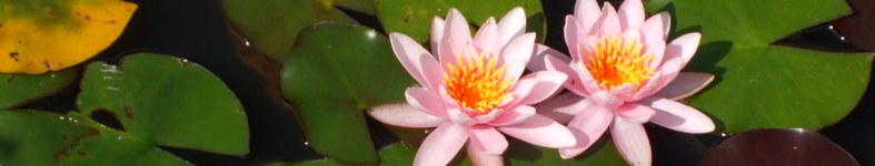 Banner profilu