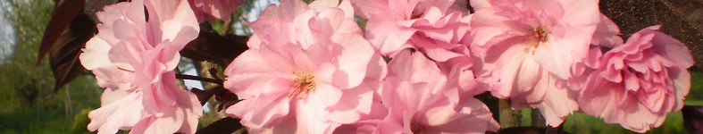 Banner profilu