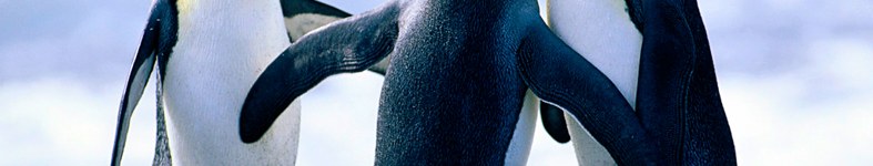 Banner profilu