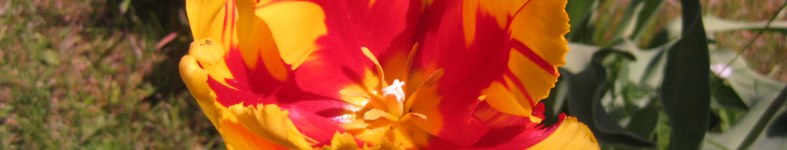 Banner profilu