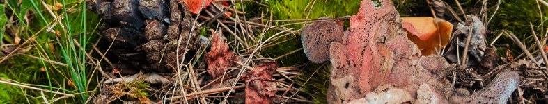 Banner profilu