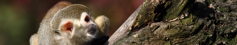 Banner profilu