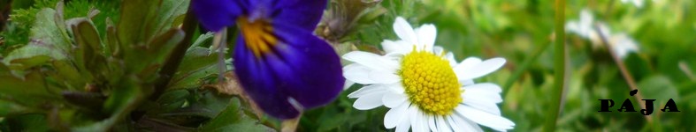 Banner profilu