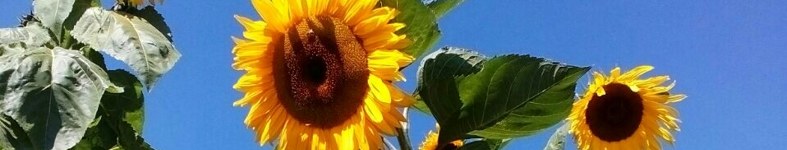 Banner profilu