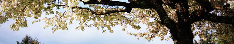 Banner profilu