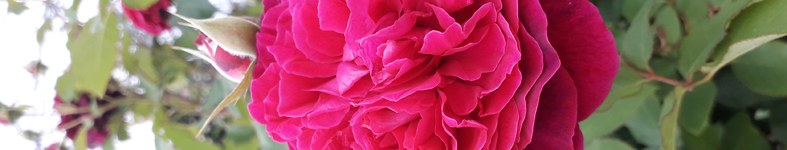 Banner profilu