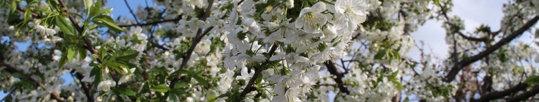 Banner profilu