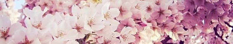 Banner profilu