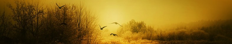 Banner profilu
