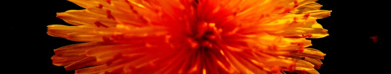 Banner profilu