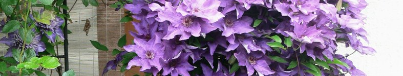 Banner profilu