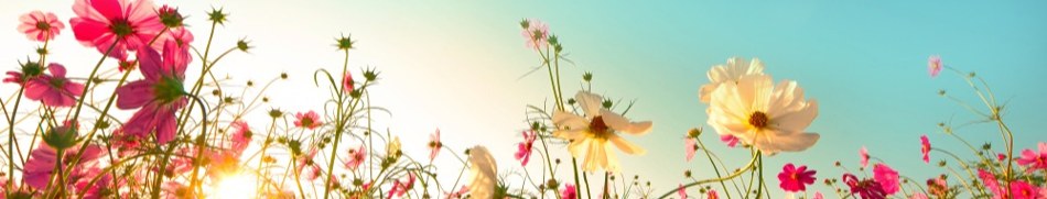 Banner profilu