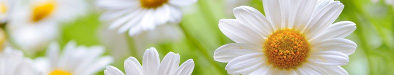 Banner profilu