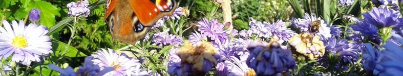 Banner profilu